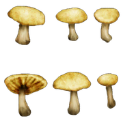 toadstools.dds