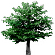 alphatree2-zps8pswigwp
