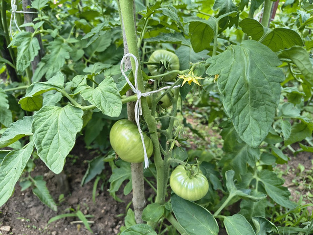 tomato