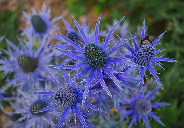DSCF6852.jpg