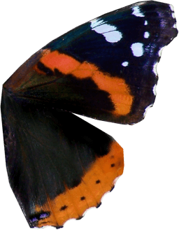 Image26-1.png