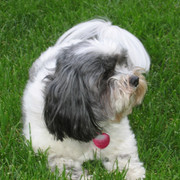 Maggie