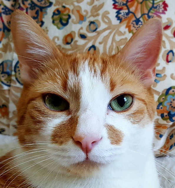 Gingerboy