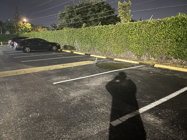 IMG-0954