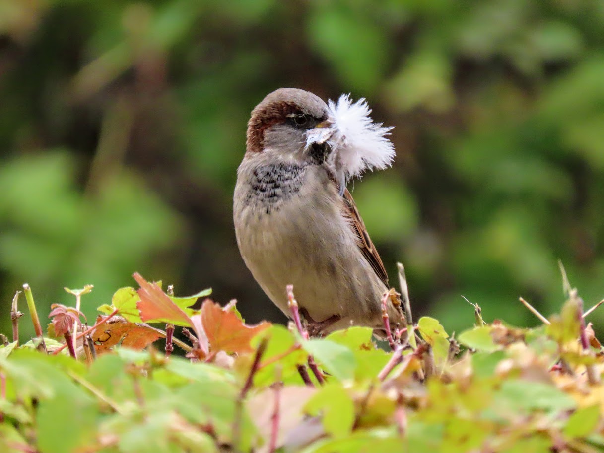 птица домовой воробей. сладкова «весенняя баня». воробьиные истории. николай сладков весенняя баня. евгений иванович чарушин воробей.