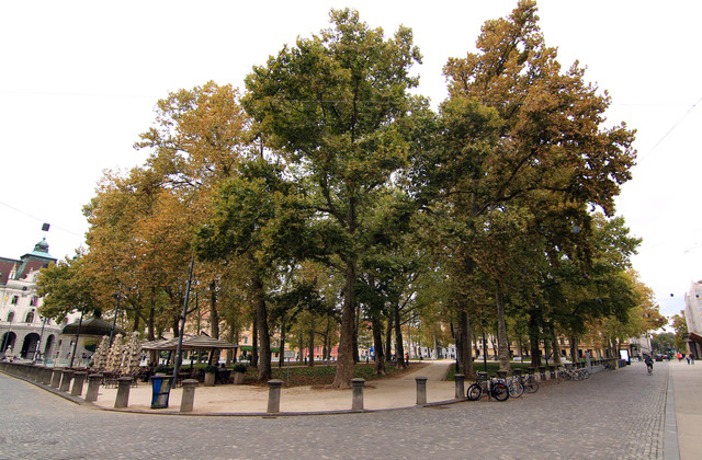 IMG-0003