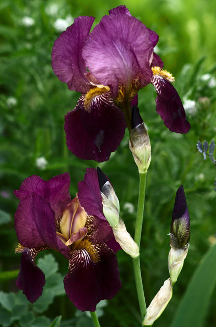 IMGP4817.jpg