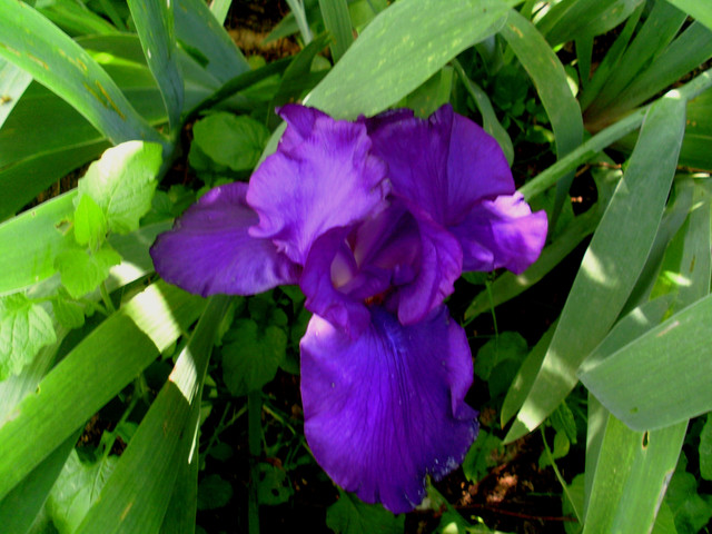 SL371988.jpg