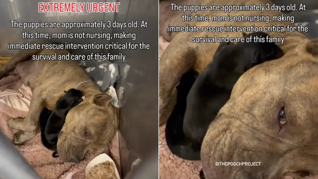 A Mother's Hope: Shelter Dog Family Finds Unexpected Kindness