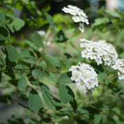 DSC3887