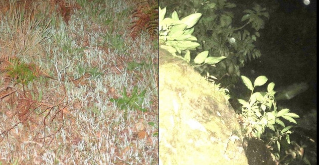 comparison2
