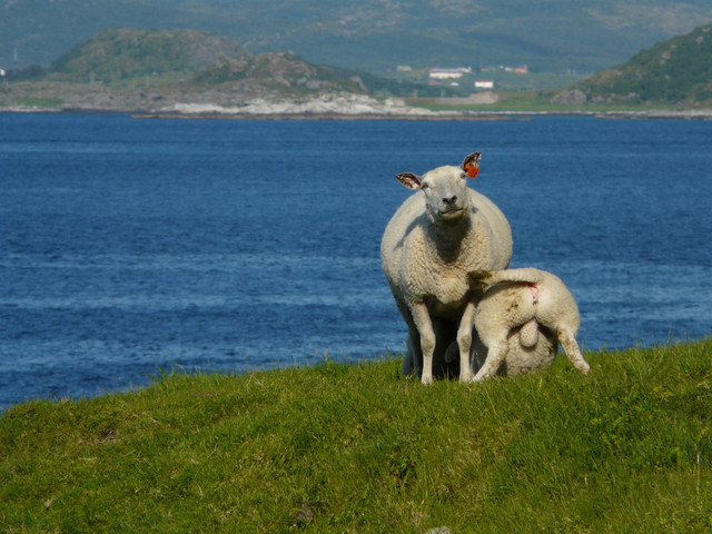 Lofoten-248