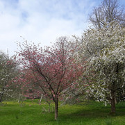 142a-Community-Orchard