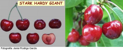Cerisier Starking, variété de cerise Stark Hardy Giant Cerisier Starking, variété de cerise à mi-saison Stark Hardy Giant