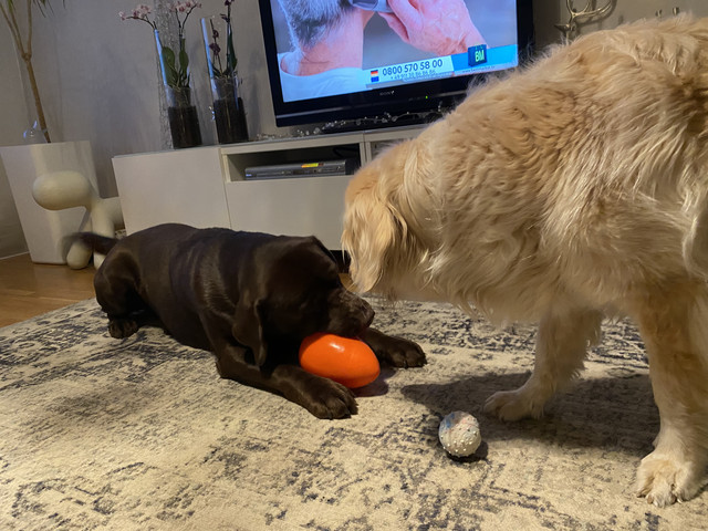 FC99125-E-8-F8-F-4-C86-979-B-57477854-C0