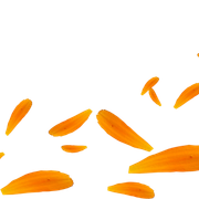 Leaves10
