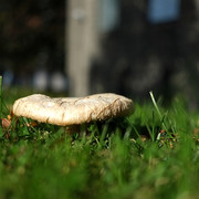 DSCF3819