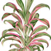 3556fe038bbdfad9d2bae99908847722.png