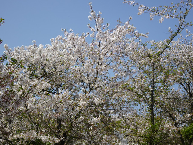 DSC09138.jpg
