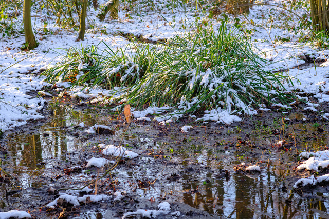 DSF5055