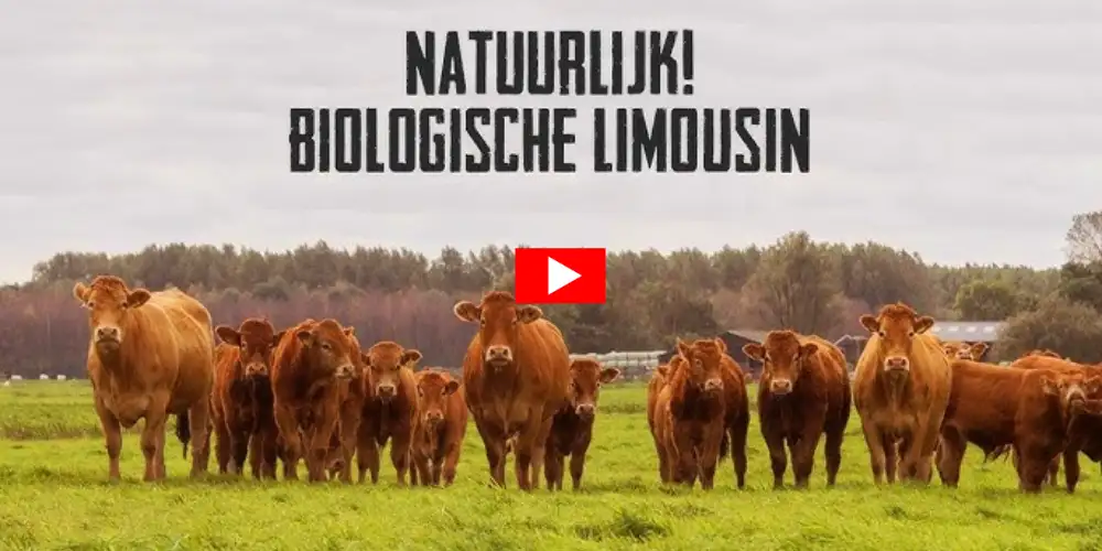 Natuurlijk! Biologische Limousin vleespakket, met liefde en aandacht gehouden door onze boer - Bestel rechtstreeks bij de boer - Vleeskopenbijdeboer.nl