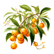 Autumn-Sunshine-Element-22