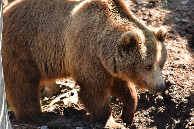 Brown bears at Copenhagen Zoo