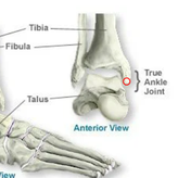 ankle