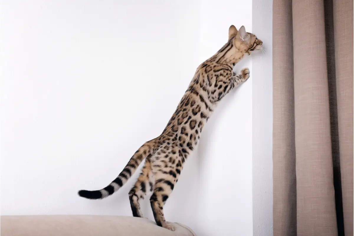 Cats Stop Looking Like Kittens Long Before They're Done Growing