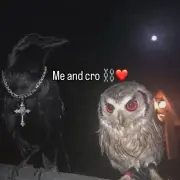 geeked-owl