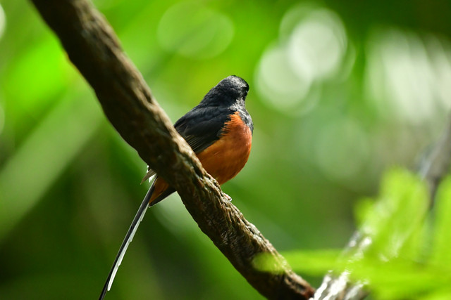 White-rumped shama at Copenhagen Zoo