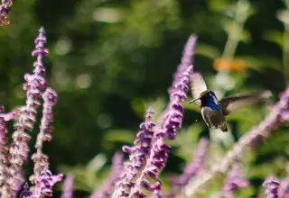 Grădina ta, un refugiu pentru colibri și fluturi