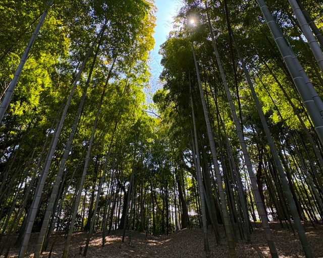 竹林
