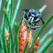 spruce-wasp-on-plant