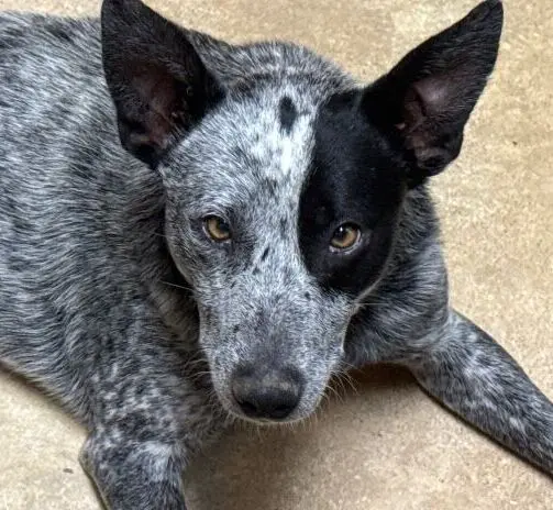 Deaf Blue Heeler Seeks Forever Home