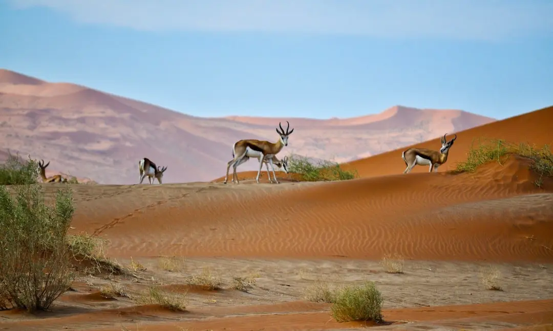 Namibia Relaunches Digital ID Awareness Before September Launch