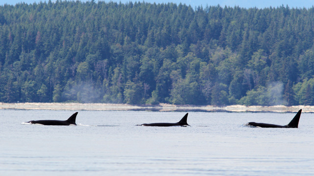 Orca-s-3-Border-Maker