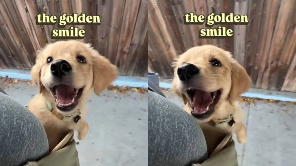 Puppy's Infectious Grin Becomes Online Sensation
