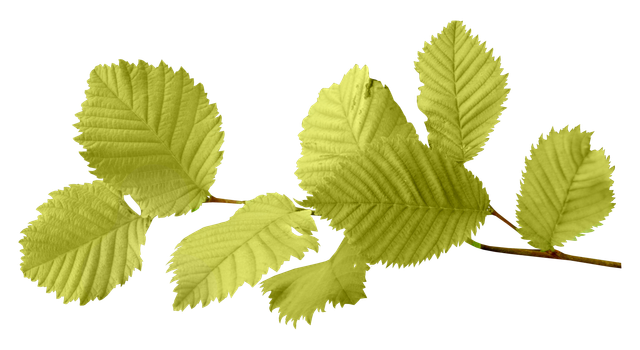 30325 8 leaf image