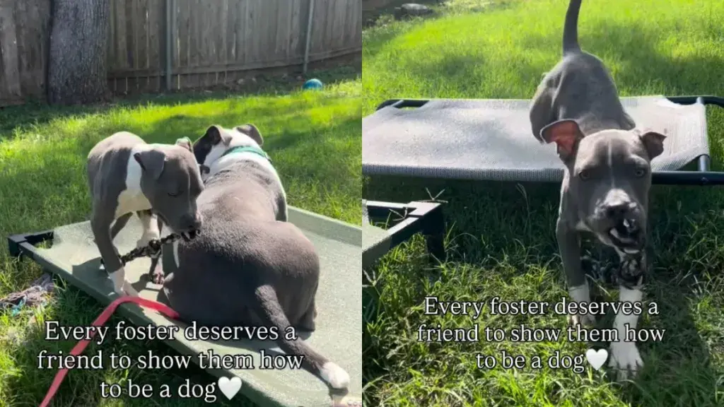 Rescue Bully Guides New Foster Pup Through Play in Austin Backyard