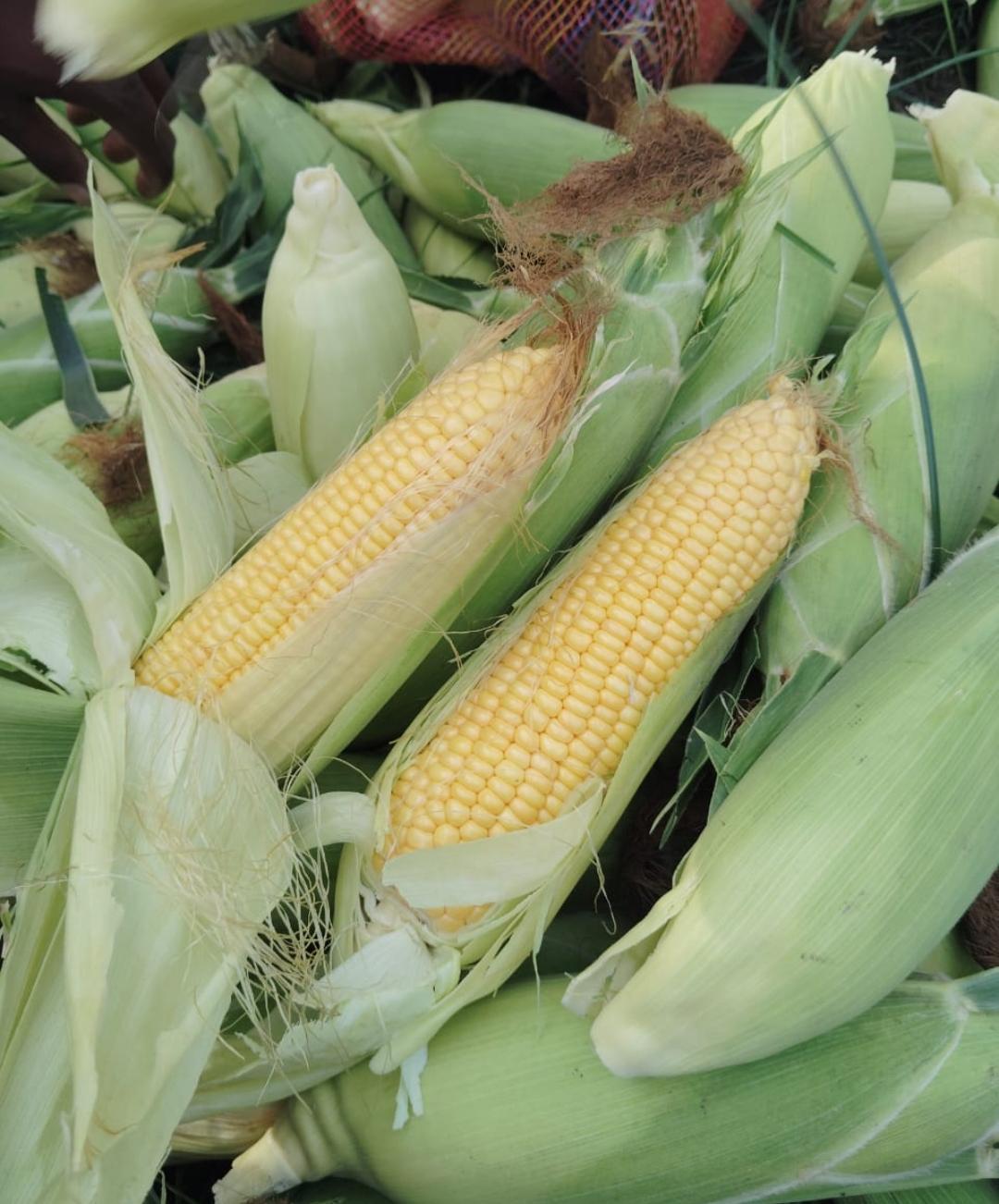 Fresh Sweet Corn