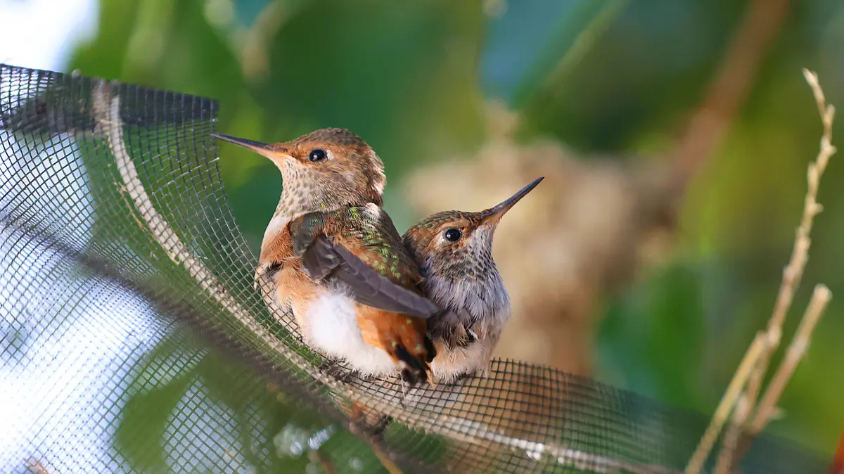 Floarea în formă de stea, un magnet pentru colibri
