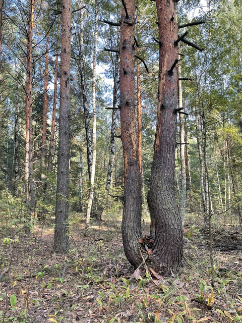 IMG-4093.jpg
