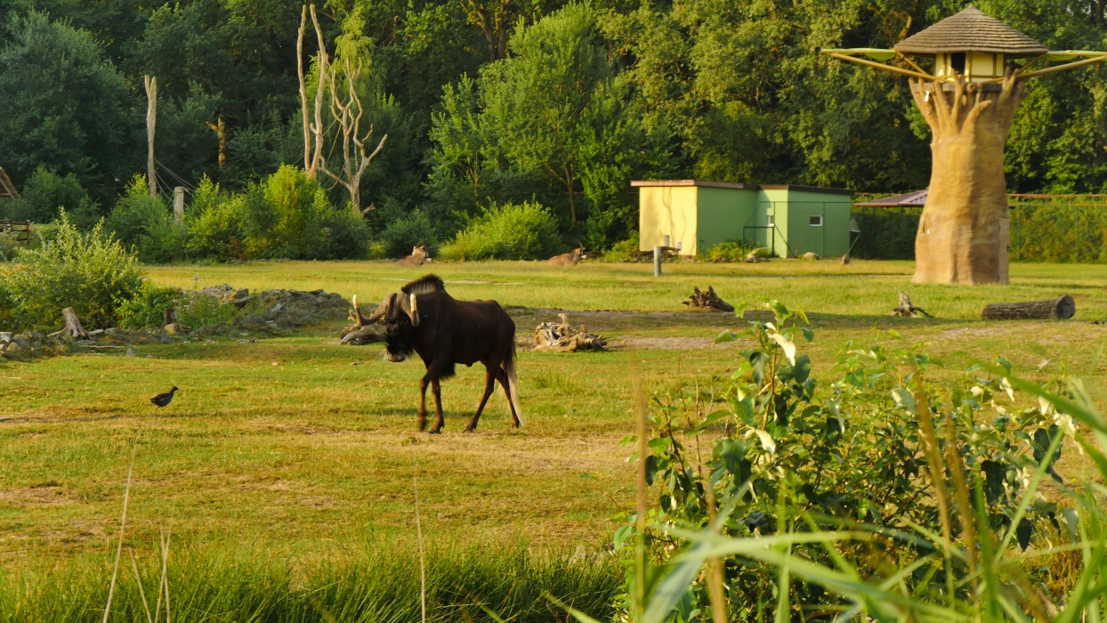 Serengeti-Park / Серенгети-Парк и кусочек Касселя