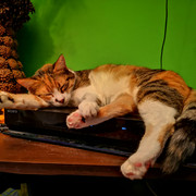bsh