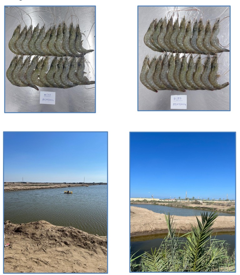 Vannamei Shrimp Farming — Ismailia, Egypt