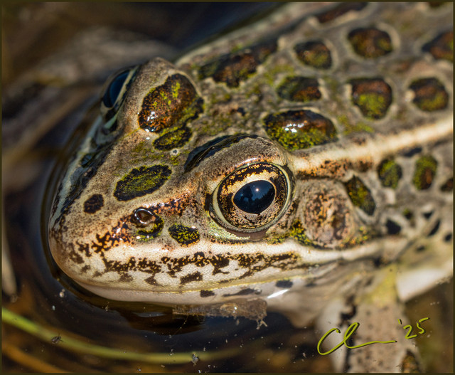 0-FB-Northern-Leopard-Frog-CAS08842