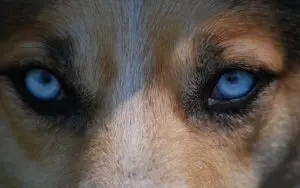 Keeping Your Canine's Eyesight Sharp: A Guide to Ocular Health