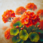 Pelargonie 62