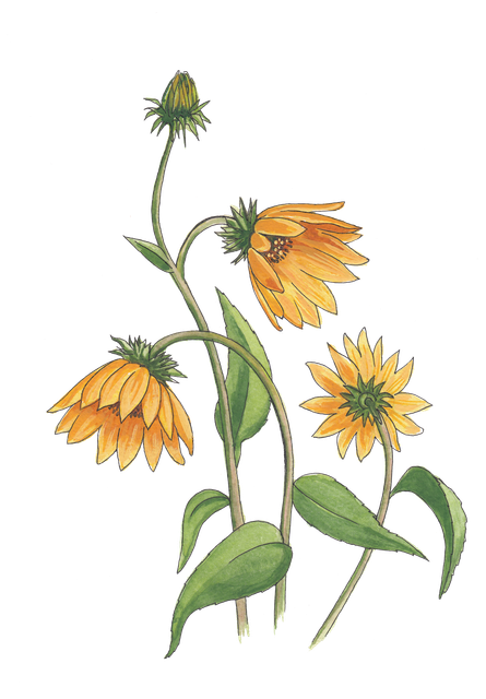 shutterstock 1207206049.png